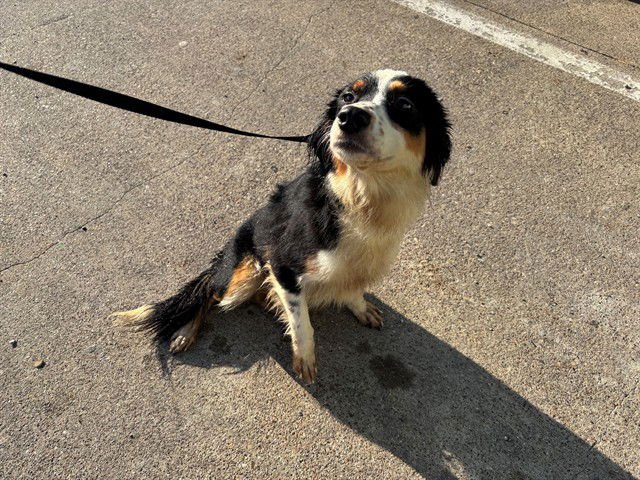 MITZY - Australian Shepherd available for adoption