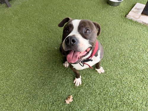 HOT ROD - Pit Bull Terrier available for adoption