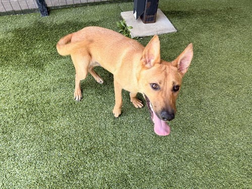 R. JR - Carolina Dog available for adoption