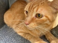 MUFASA - Photo 1