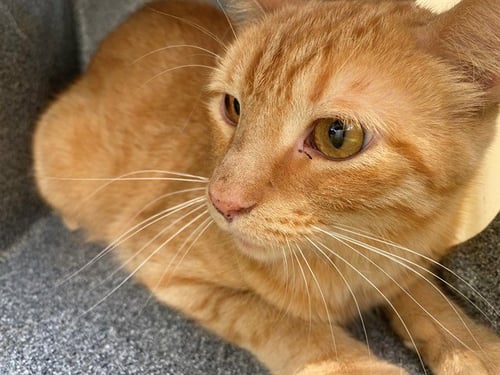 MUFASA - Domestic Short Hair for adoption in Garland