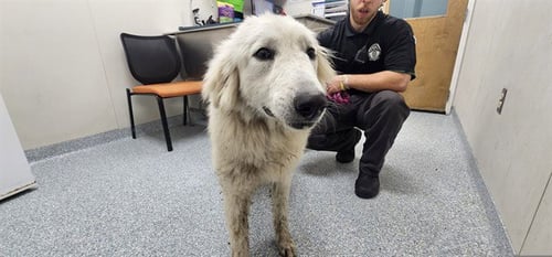 LUCA - Great Pyrenees available for adoption