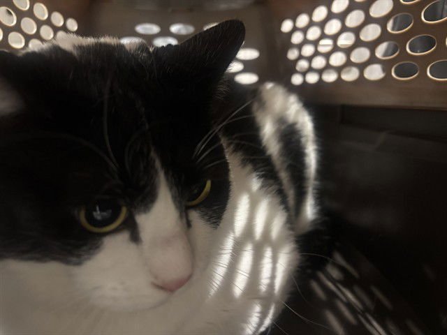 TODD - Domestic Short Hair available for adoption