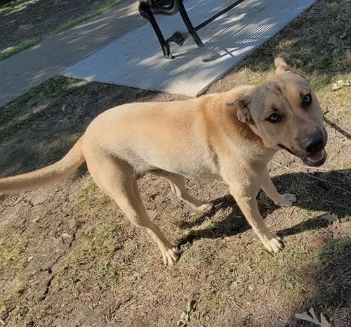 MI AMOR - German Shepherd Dog available for adoption