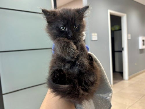 BEE - Domestic Long Hair available for adoption
