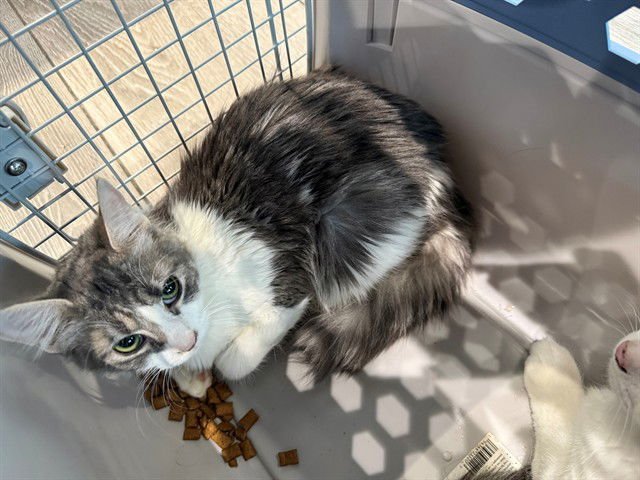 IVYY - Domestic Long Hair available for adoption