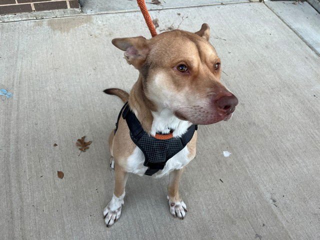 HERCULES - Pit Bull Terrier / German Shepherd Dog available for adoption