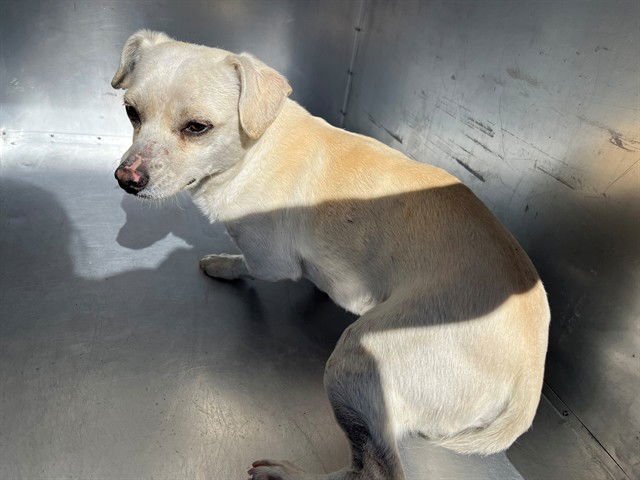 PEQUENO - Chihuahua available for adoption