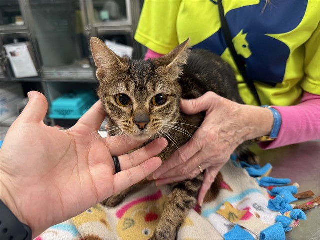 MONA - Domestic Short Hair available for adoption