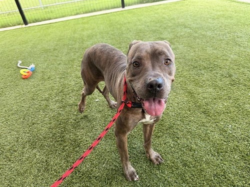 BAILEY - Pit Bull Terrier available for adoption