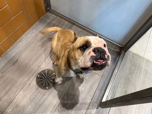 DORA - Staffordshire Bull Terrier / English Bulldog available for adoption