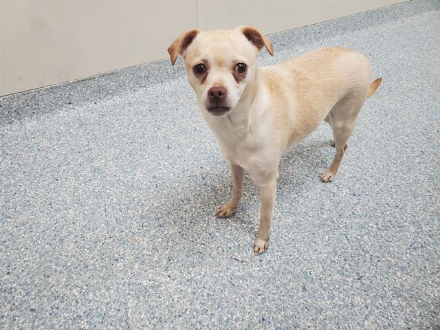 PEACHES - Chihuahua available for adoption