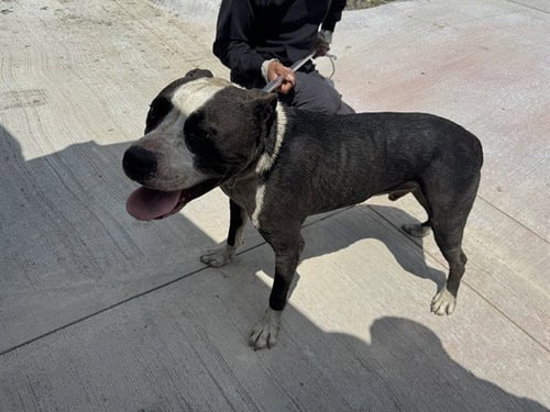 BRODY - Pit Bull Terrier available for adoption