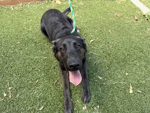 ROCKY - Australian Kelpie / German Shepherd Dog available for adoption