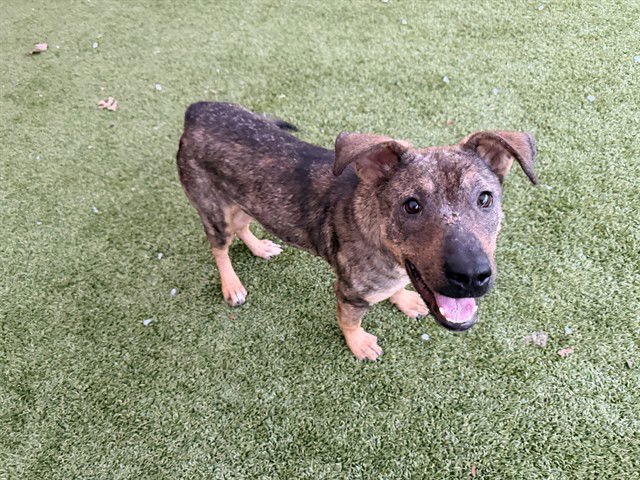 ANAHEIM - German Shepherd Dog available for adoption