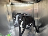 BLUEY - Photo 1