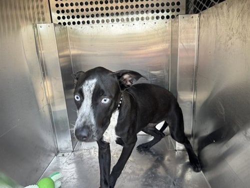 BLUEY - Australian Cattle Dog/Blue Heeler / Pit Bull Terrier available for adoption