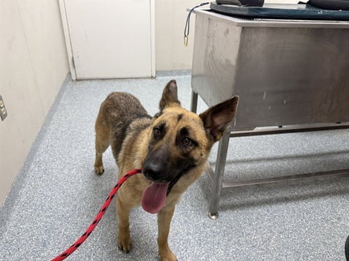 RUNNER - German Shepherd Dog available for adoption
