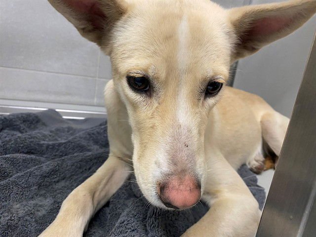 ROSIE - Labrador Retriever available for adoption