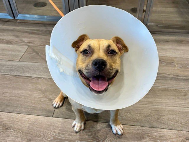 DANDY - Staffordshire Bull Terrier available for adoption