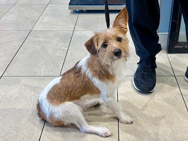 CAPPI - Jack Russell Terrier (Parson Russell Terrier) available for adoption