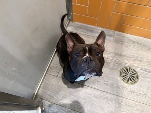 DIEGO - French Bulldog / Staffordshire Bull Terrier available for adoption