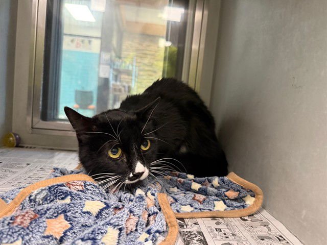 EAZY - Domestic Medium Hair available for adoption