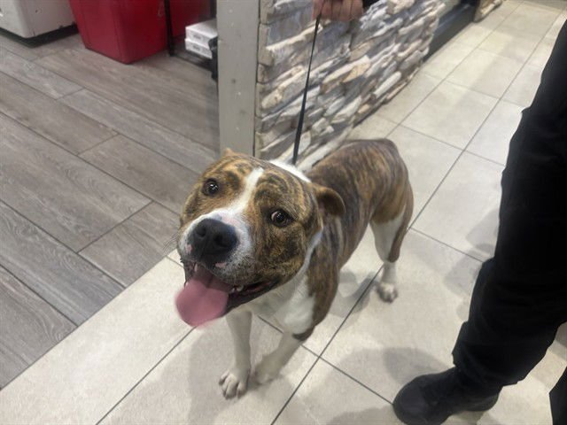 CHUNGUS - Pit Bull Terrier available for adoption