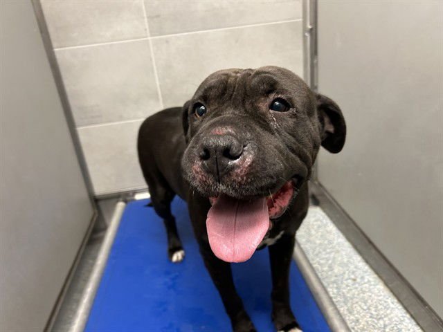 REBECCA - Chinese Shar-Pei / Pit Bull Terrier available for adoption