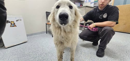 MIKA - Great Pyrenees available for adoption