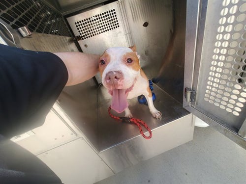 PLUM - Pit Bull Terrier available for adoption