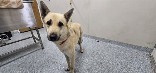 DRACHEN - German Shepherd Dog available for adoption