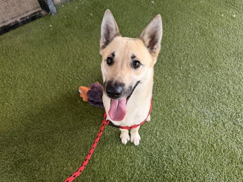 DRACHEN - German Shepherd Dog available for adoption