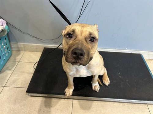 MAZAPAN - Pit Bull Terrier available for adoption