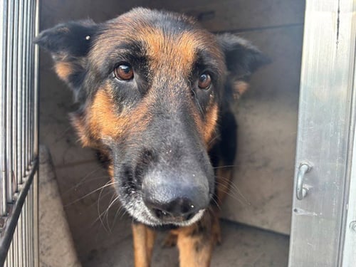 DENALI - German Shepherd Dog available for adoption