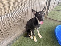 GUNNER - Photo 1