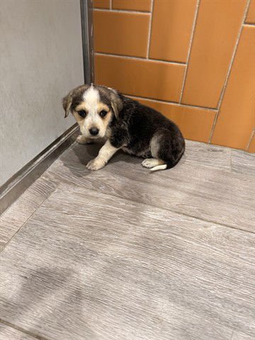 HILLS - German Shepherd Dog available for adoption