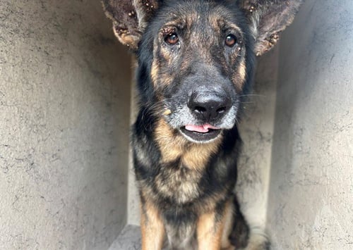 EVEREST - German Shepherd Dog available for adoption