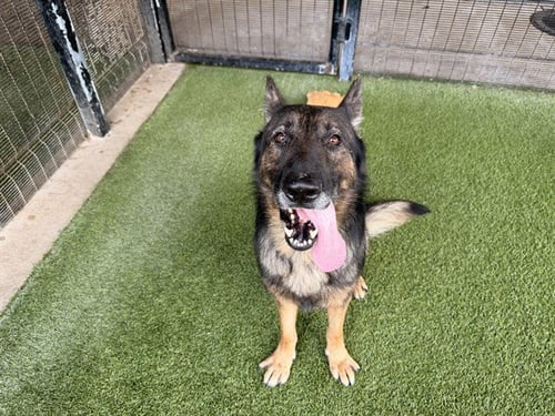 EVEREST - German Shepherd Dog available for adoption