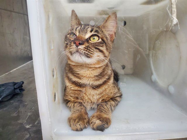 LUCKY - Domestic Short Hair available for adoption