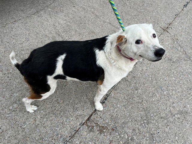 PEACHES - Labrador Retriever available for adoption