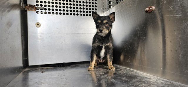 SASSY - Cairn Terrier available for adoption