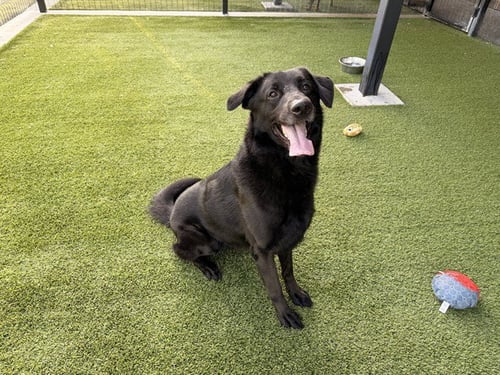 PROFESSOR SNAPE - German Shepherd Dog available for adoption