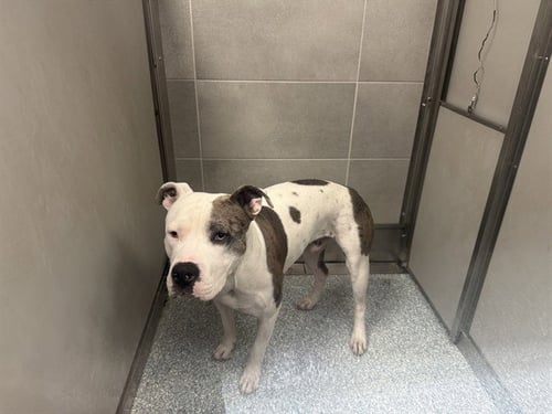 BLUE - Pit Bull Terrier available for adoption