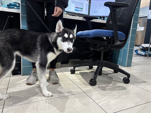 KODA - Siberian Husky available for adoption