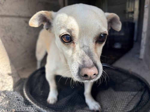 PACO - Chihuahua available for adoption