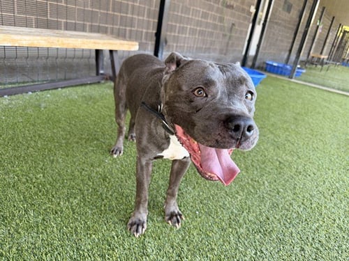 ASH - American Pit Bull Terrier available for adoption