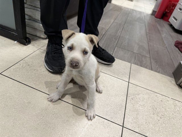 PLAZA - Siberian Husky / Pit Bull Terrier available for adoption