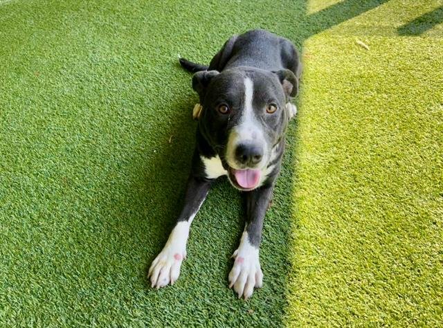 TRON - Pit Bull Terrier available for adoption