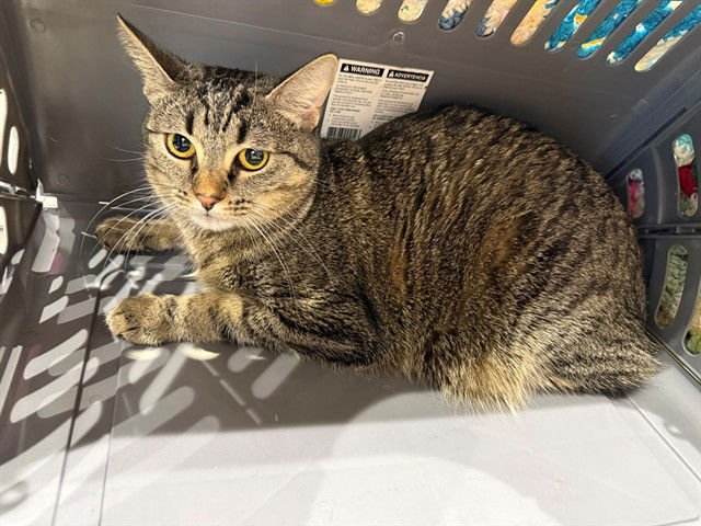 AUTUMN - Domestic Short Hair available for adoption